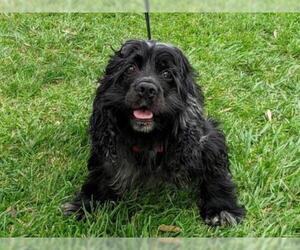 Cocker Spaniel Dogs for adoption in San Clemente, CA, USA