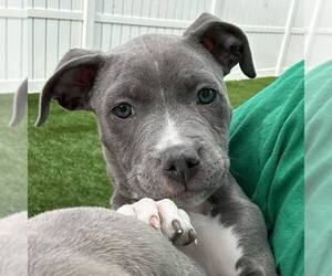 American Staffordshire Terrier-Unknown Mix Dogs for adoption in Newfield, NJ, USA