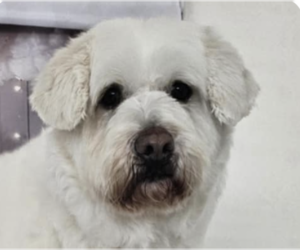 Mutt Dogs for adoption in San Ramon, CA, USA