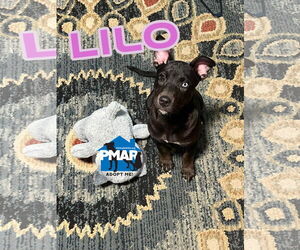 American Pit Bull Terrier-Huskies Mix Dogs for adoption in Binghamton, NY, USA