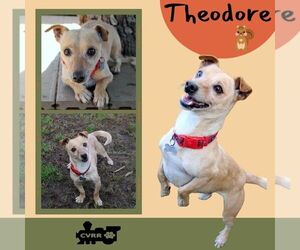 Chihuahua-Unknown Mix Dogs for adoption in Lindsay, CA, USA