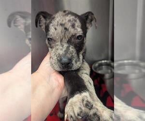 Mutt Dogs for adoption in Conroe, TX, USA