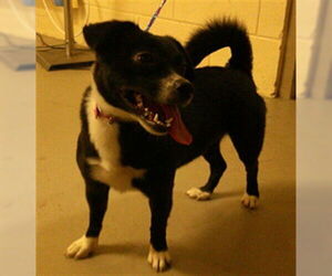 Mutt Dogs for adoption in Sanford, FL, USA