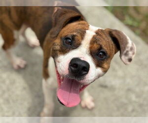 American Bulldog-Unknown Mix Dogs for adoption in Tulsa, OK, USA