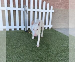 Bull Terrier Dogs for adoption in Modesto, CA, USA