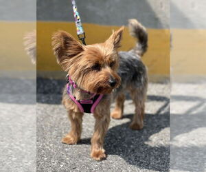 Mutt Dogs for adoption in Mundelein, IL, USA