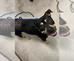 Mutt Dogs for adoption in Alameda, CA, USA