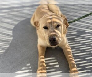 Goberian Dogs for adoption in HESPERIA, CA, USA