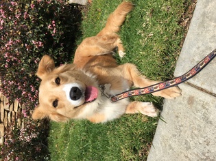 Australian Retriever Dogs for adoption in El Cajon, CA, USA
