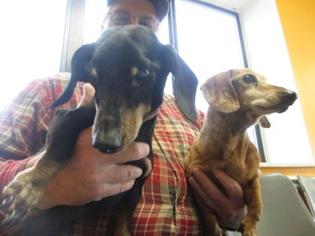 Dachshund Dogs for adoption in Inverness, FL, USA