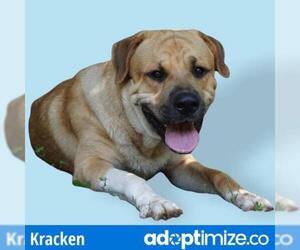 Mastiff Dogs for adoption in Riverwoods, IL, USA