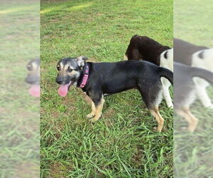 Mutt Dogs for adoption in Brewster, NY, USA