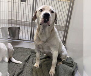 Boxer-Unknown Mix Dogs for adoption in Modesto, CA, USA