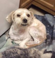 Shih Apso Dogs for adoption in Peralta, NM, USA