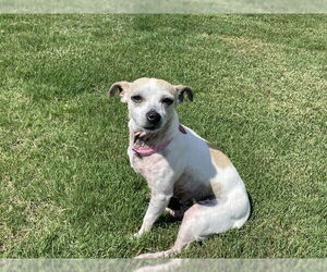 Chihuahua-Unknown Mix Dogs for adoption in Pacolet, SC, USA