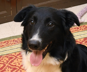 Border Collie Dogs for adoption in Madison, IN, USA