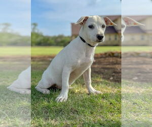 Dachshund-Unknown Mix Dogs for adoption in PIPE CREEK, TX, USA