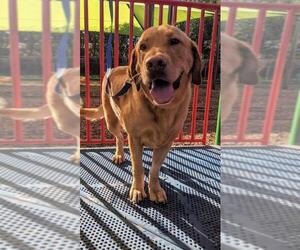 Golden Labrador Dogs for adoption in Fort Worth, TX, USA