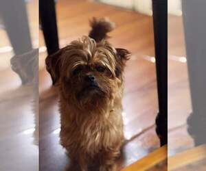 Mutt Dogs for adoption in Uwchlan, PA, USA