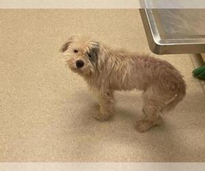 Havanese Dogs for adoption in Clyde, NC, USA