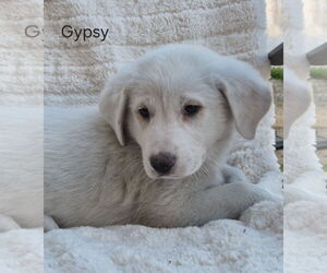 Australian Shepherd-Texas Heeler Mix Dogs for adoption in Phelan, CA, USA