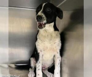 Australian Cattle Dog-Unknown Mix Dogs for adoption in Visalia, CA, USA