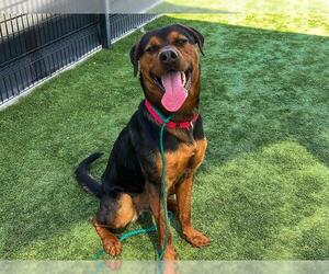 Rottweiler Dogs for adoption in Orange, CA, USA
