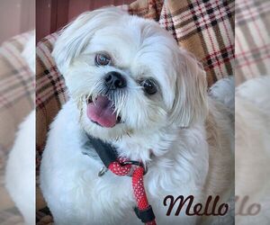 Shih Tzu Dogs for adoption in Tustin, CA, USA