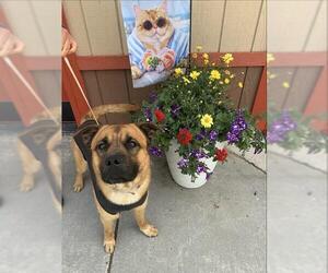 Medium Photo #1 Chow Chow-German Shepherd Dog Mix Puppy For Sale in Fairbanks, AK, USA