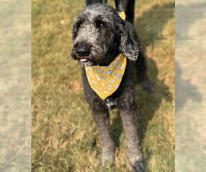 Labrador Retriever-Unknown Mix Dogs for adoption in Warrenton, VA, USA