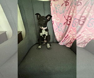 Mutt Dogs for adoption in New London, WI, USA