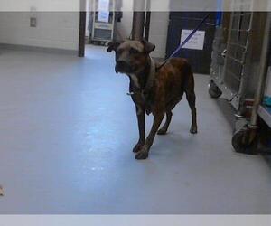 American Pit Bull Terrier Dogs for adoption in Fayetteville, NC, USA