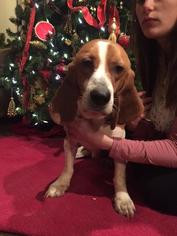 Bagle Hound Dogs for adoption in Warwick, RI, USA