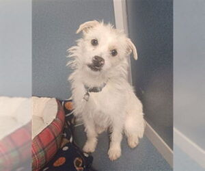 Mutt Dogs for adoption in Fort Collins, CO, USA