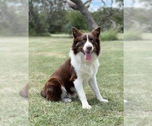 Border Collie Dogs for adoption in PIPE CREEK, TX, USA