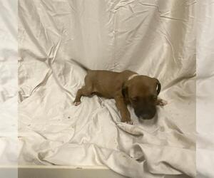 Boxer-Unknown Mix Dogs for adoption in Modesto, CA, USA