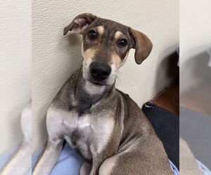 Beagle-Unknown Mix Dogs for adoption in Jefferson, NJ, USA