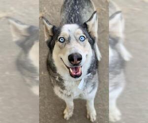 Siberian Husky Dogs for adoption in Riverside, CA, USA