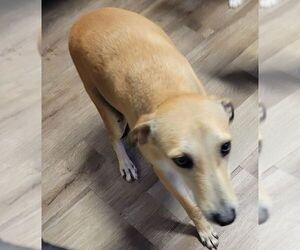 Labrador Retriever-Unknown Mix Dogs for adoption in Carrollton, TX, USA