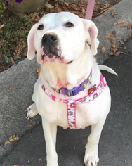 American Pit Bull Terrier-Labrador Retriever Mix Dogs for adoption in Santa Rosa, CA, USA