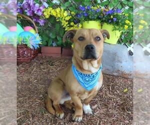 Basset Hound-Unknown Mix Dogs for adoption in Oklahoma City, OK, USA