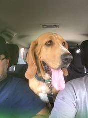 Basset Hound Dogs for adoption in Hedgesville, WV, USA