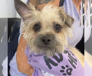 Maltese-Unknown Mix Dogs for adoption in Fort Pierce, FL, USA