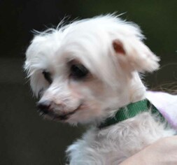 Maltese Dogs for adoption in Vernonia, OR, USA
