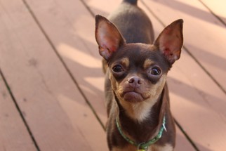 Chihuahua Dogs for adoption in Davenport, IA, USA