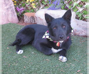 German Shepherd Dog-Unknown Mix Dogs for adoption in Oklahoma City, OK, USA