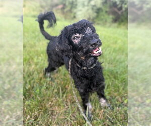 Poodle (Miniature) Dogs for adoption in Waterford, VA, USA