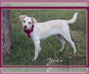 Mutt Dogs for adoption in Cranston, RI, USA