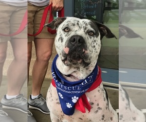 Medium Photo #1 American Bulldog-Dalmatian Mix Puppy For Sale in Potomac, MD, USA