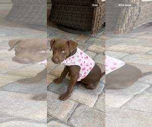 Labrador Retriever-Unknown Mix Dogs for adoption in Valrico, FL, USA